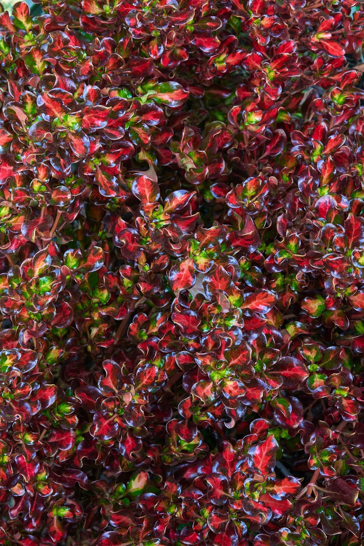 Coprosma Repens ‘Pacific Sunset’ (Pacific Sunset Mirror Bush)