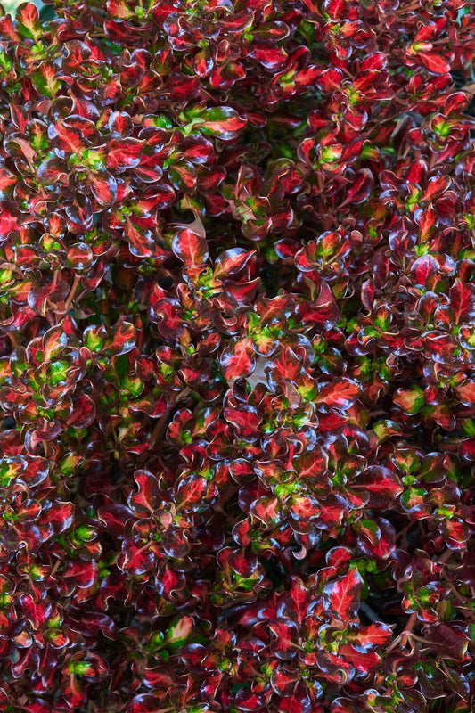 Coprosma Repens ‘Pacific Sunset’ (Pacific Sunset Mirror Bush)