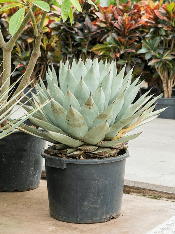 Agave parryi (Parry’s Agave)