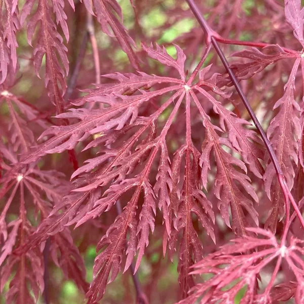 Acer Palmatum ‘Inaba-Shidare’ (Inaba-Shidare Japanese Maple) Standards
