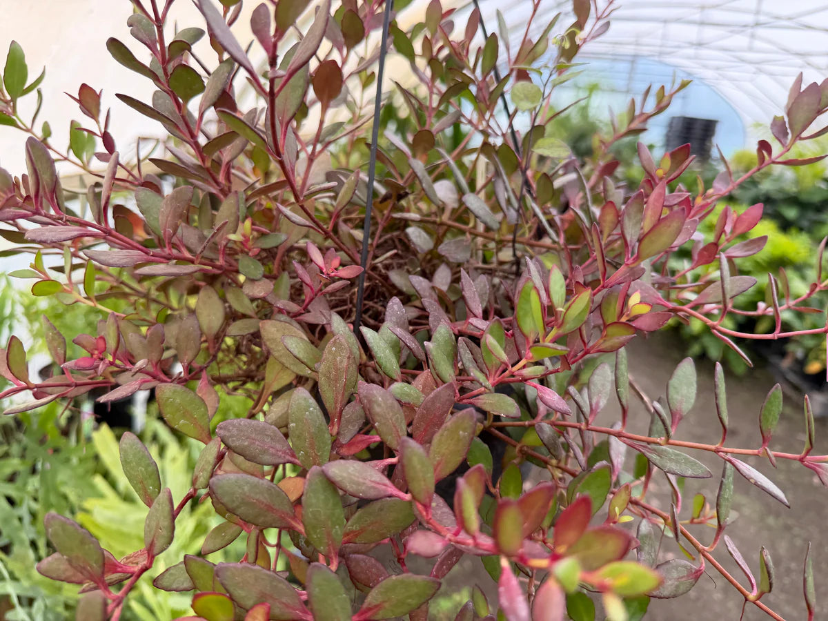 Kalanchoe ‘Freedom Bells’ (Hanging Basket Kalanchoe)