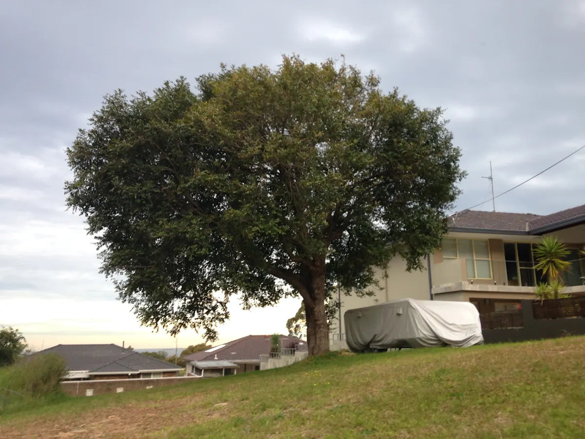 Glochidion Ferdinandi (Cheese Tree)