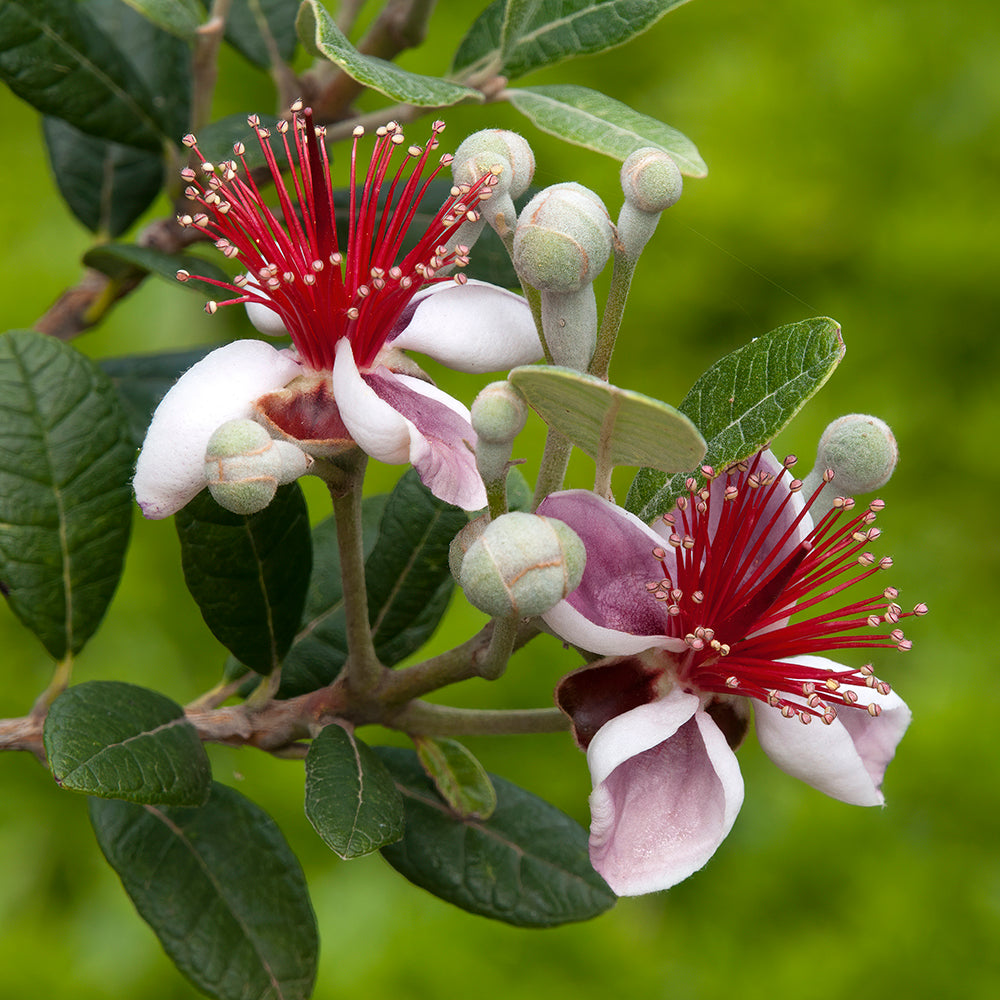 Feijoa Sellowiana (Pineapple Guava)
