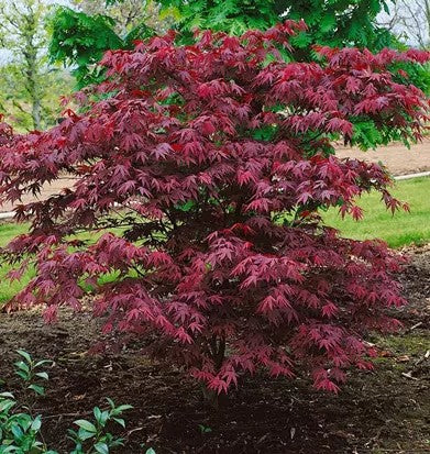 Acer Palmatum 'Okagami' (upright)