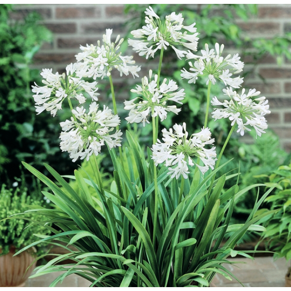 Agapanthus Praecox (Dwarf White Agapanthus)