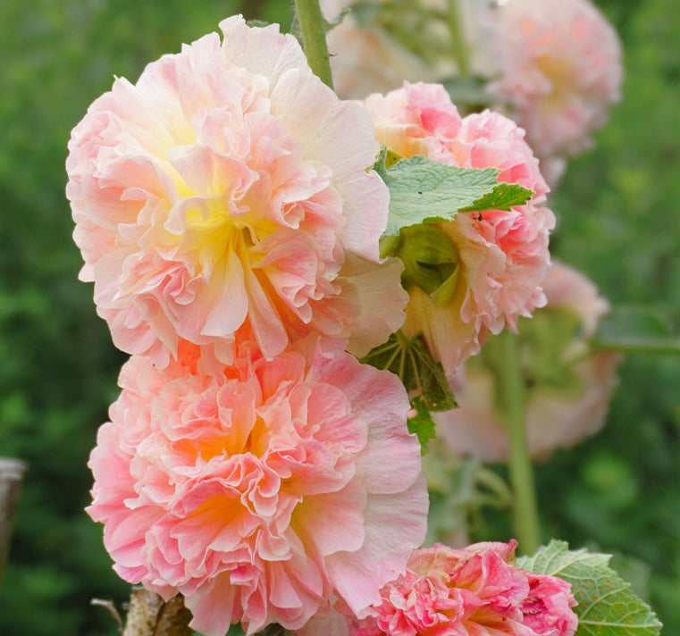 Alcea Rosea ‘Apricot’ (Apricot Hollyhock)