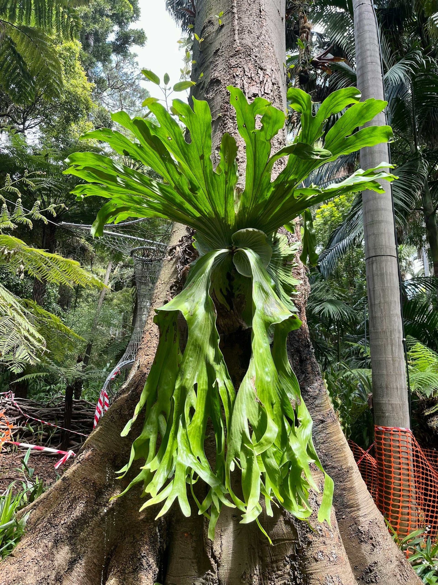 Platycerium Superbum 'S3' (Staghorn Fern)
