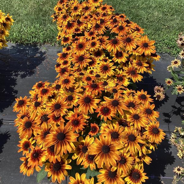 Rudbeckia ‘Sunbeckia Sarah’ (Black-Eyed Susan)