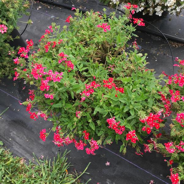 Verbena peruviana (Verbena Cadet Upright™ Red)