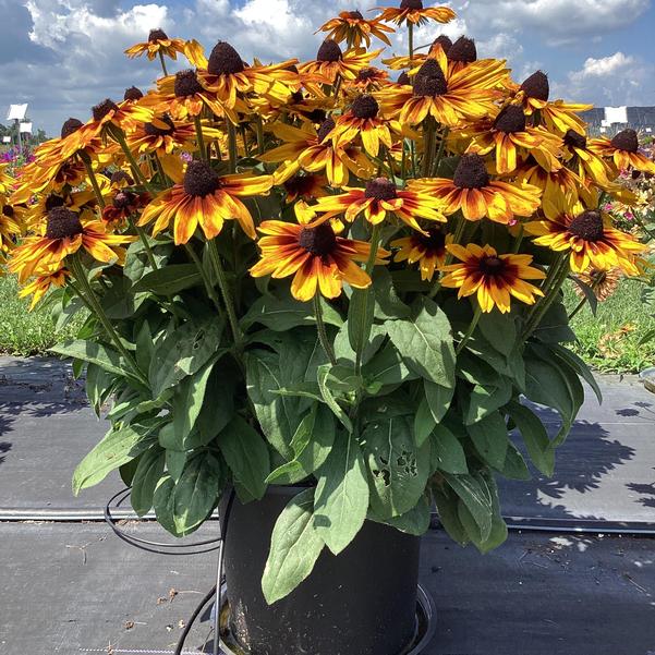 Rudbeckia ‘Sunbeckia Sarah’ (Black-Eyed Susan)
