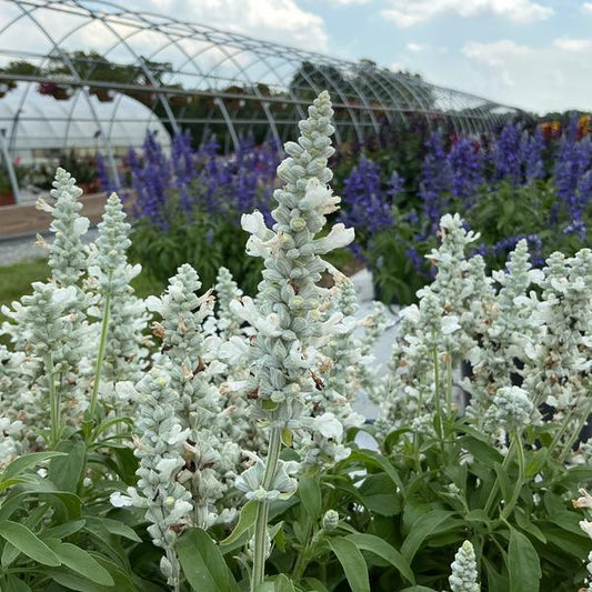 Salvia farinacea ‘White Candles’ (Mealycup Sage)