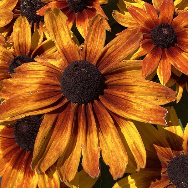 Rudbeckia ‘Sunbeckia Sarah’ (Black-Eyed Susan)