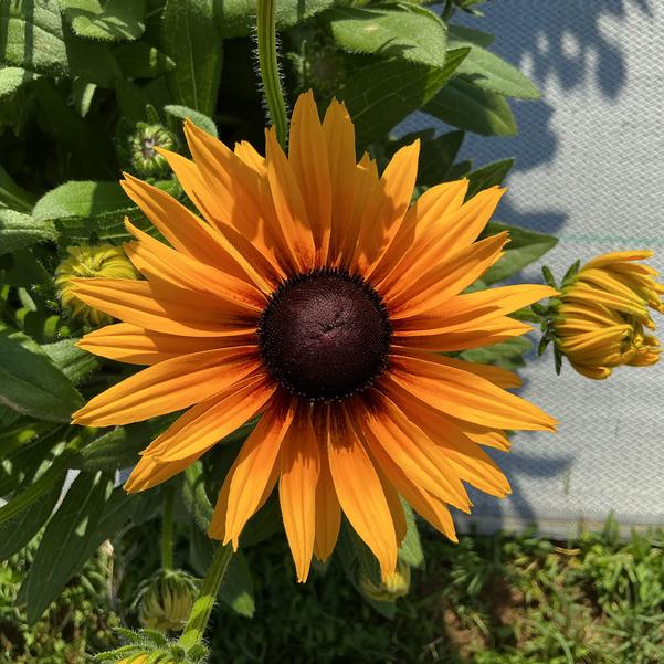 Rudbeckia ‘Sunbeckia Stella’