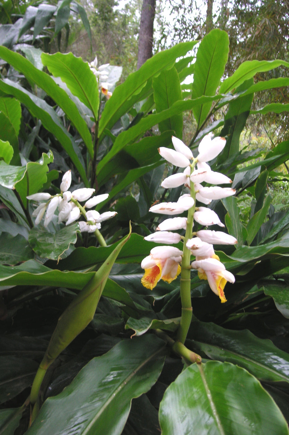 Alpinia mutica (False Cardamom / Orchid Ginger)