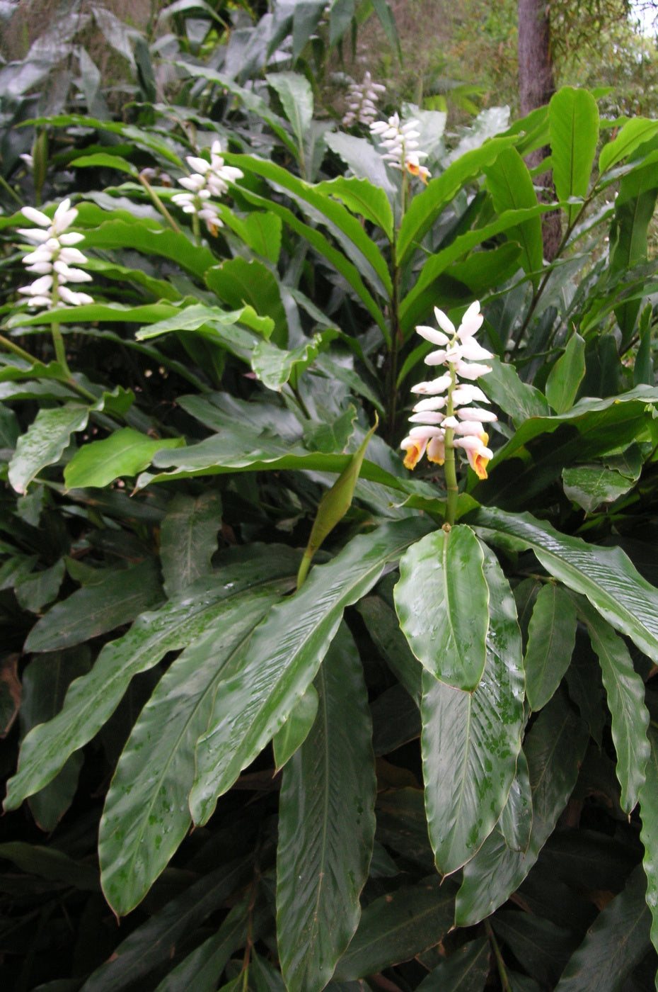Alpinia mutica (False Cardamom / Orchid Ginger)