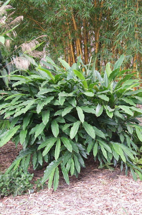 Alpinia mutica (False Cardamom / Orchid Ginger)