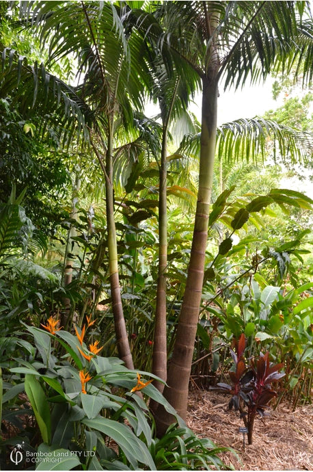 Archontophoenix cunninghamiana – Bangalow Palm (Multi Planted)