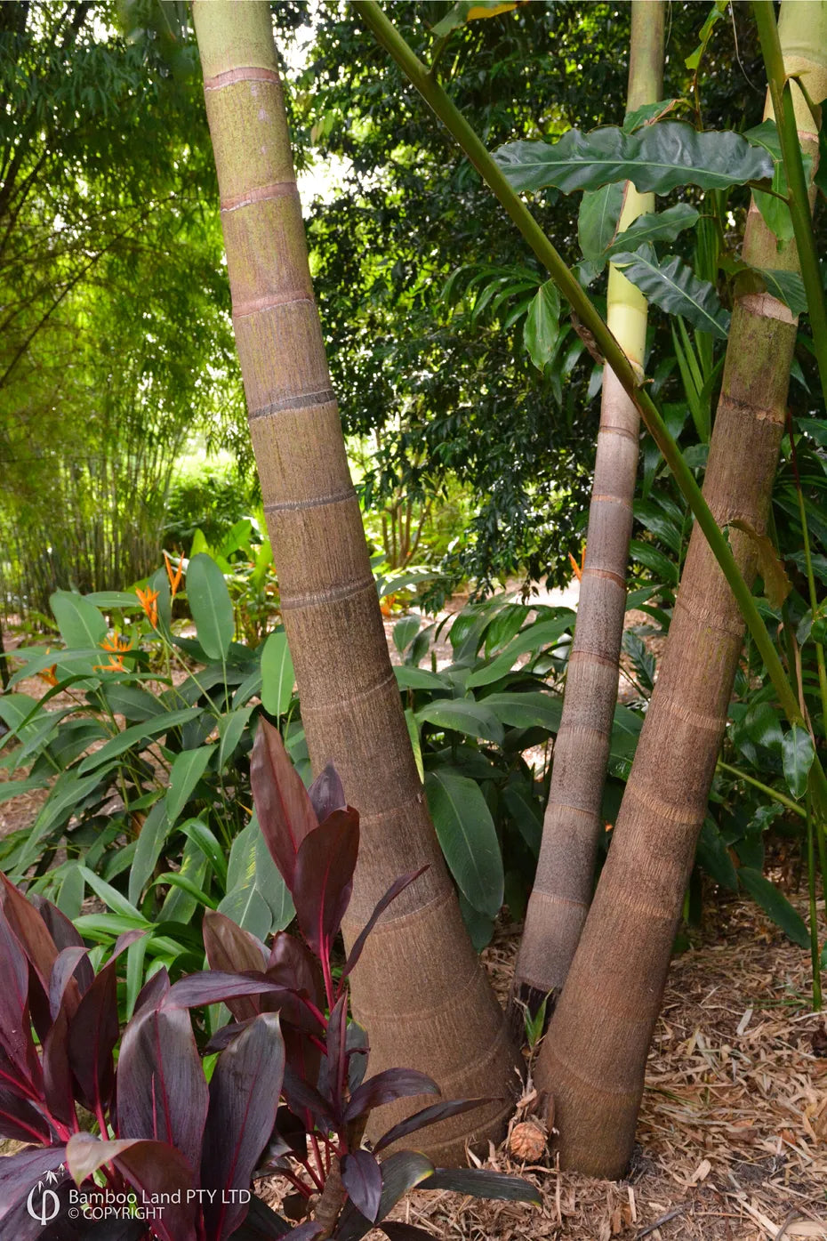 Archontophoenix cunninghamiana – Bangalow Palm (Multi Planted)