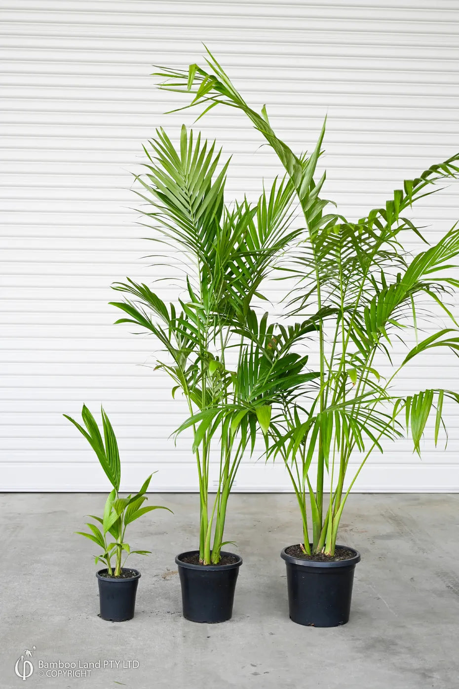Archontophoenix cunninghamiana – Bangalow Palm (Multi Planted)