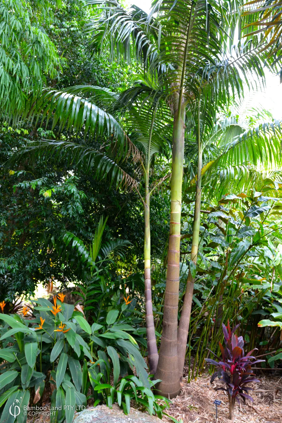 Archontophoenix cunninghamiana – Bangalow Palm (Multi Planted)