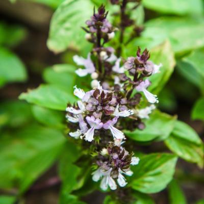 Ocimum (Perennial Basil)