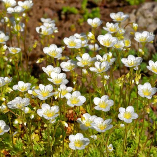 Arenaria montana (Mountain Sandwort)