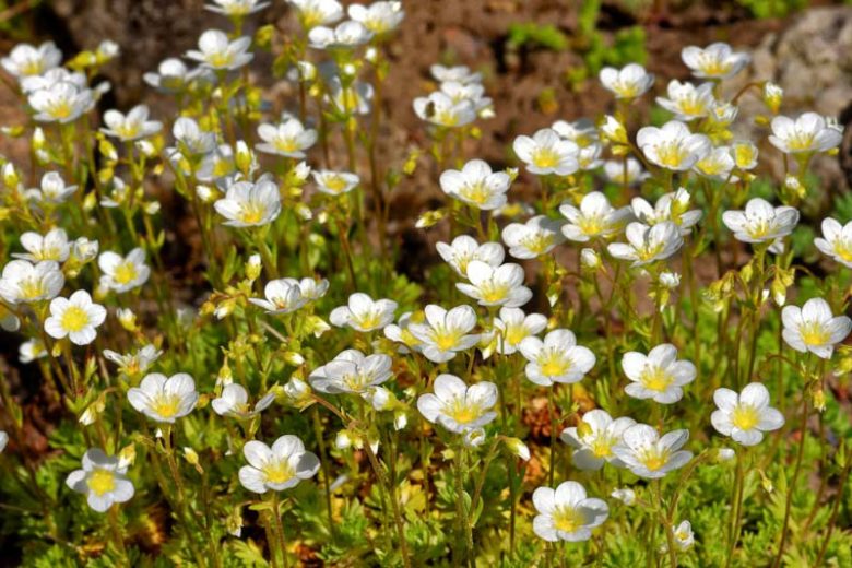 Arenaria montana ‘Blizzard’ (Mountain Sandwort)