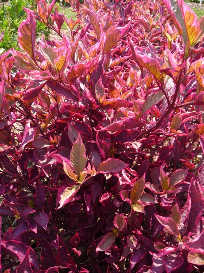 Alternanthera Dentata (Brazilian Red) PBR (Brazilian Red Hots™)