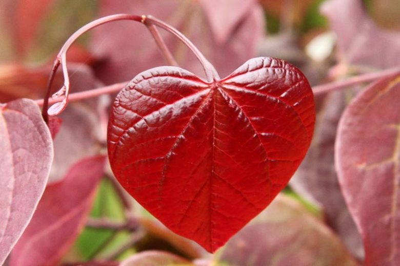 Cercis canadensis ‘Forest Pansy’ (Eastern Redbud)
