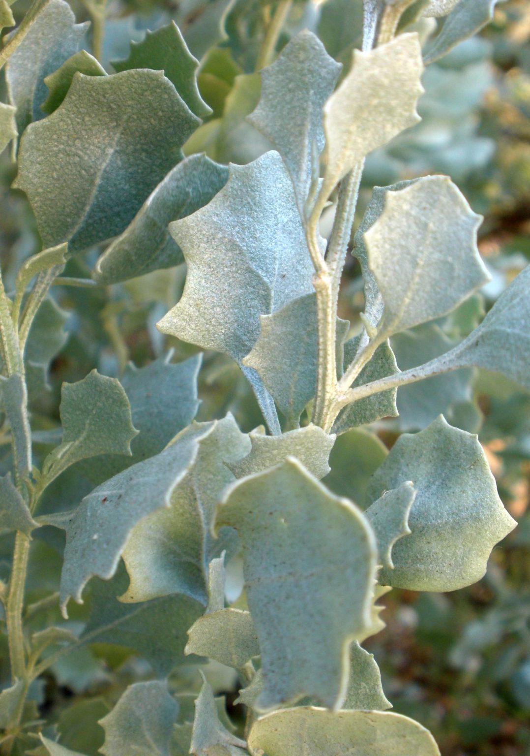 Atriplex Nummularia (Old Man Saltbush)