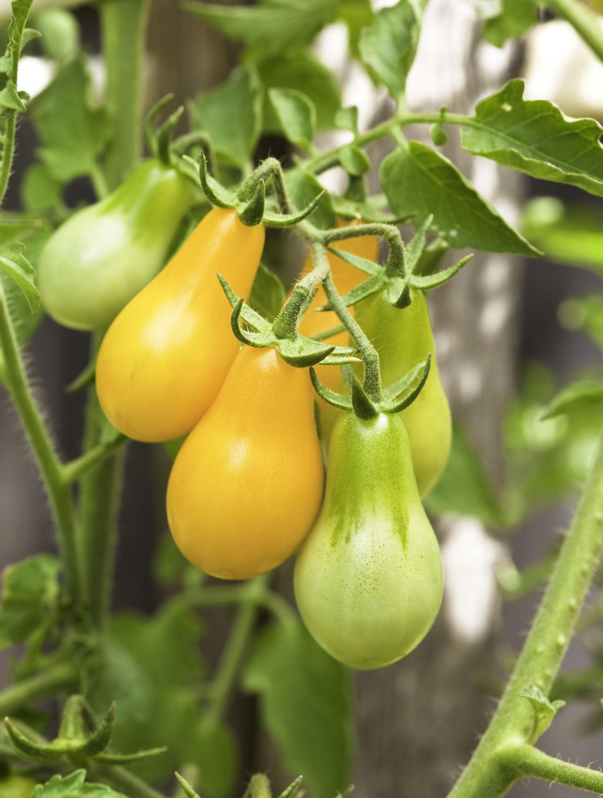Solanum Lycopersicum (Tomato Yellow Pear)