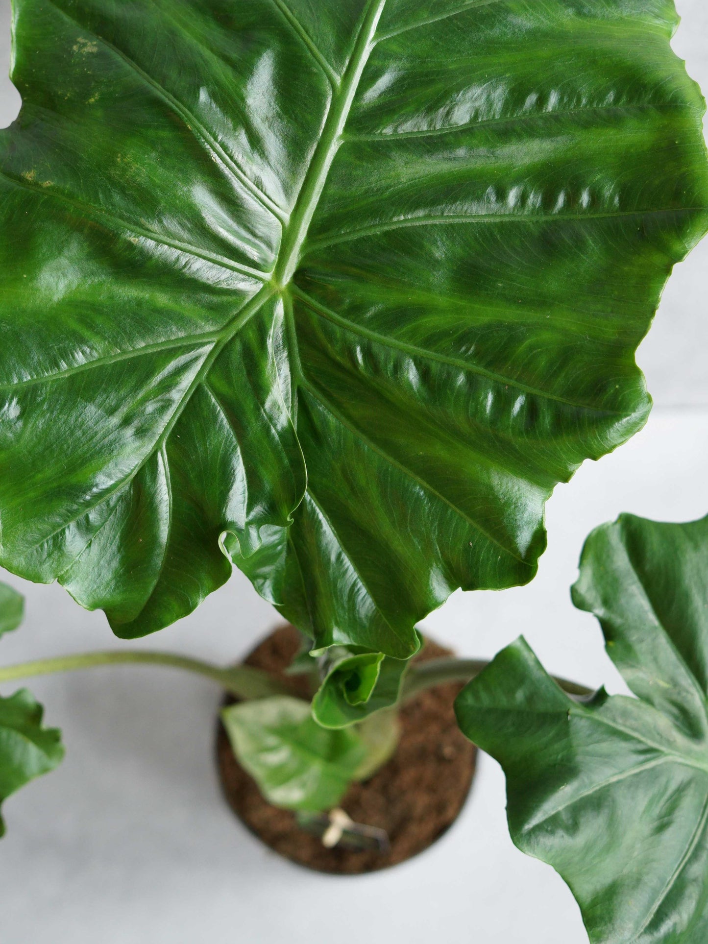 Alocasia ‘Portodora’ (Elephant Ear / Upright Elephant Ear)
