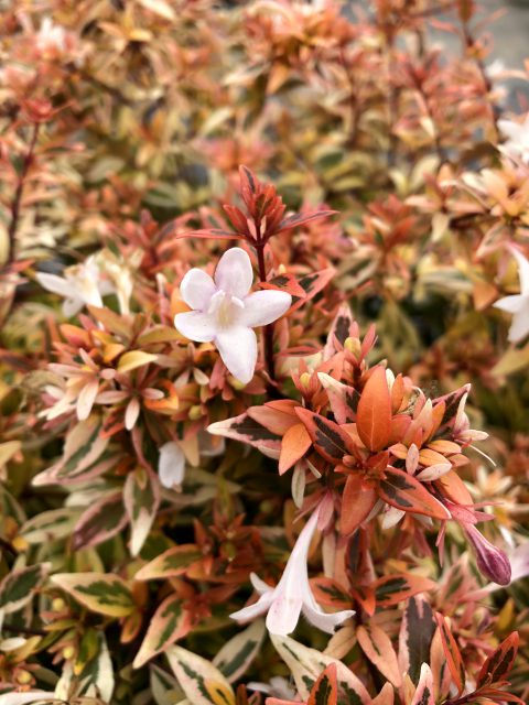 Abelia ‘Suntastic Peach’