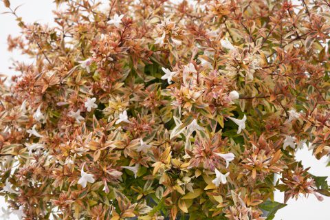 Abelia ‘Suntastic Peach’