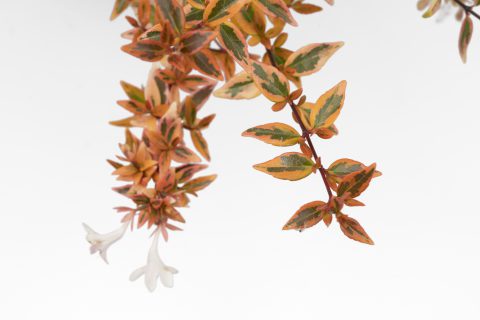 Abelia ‘Suntastic Peach’
