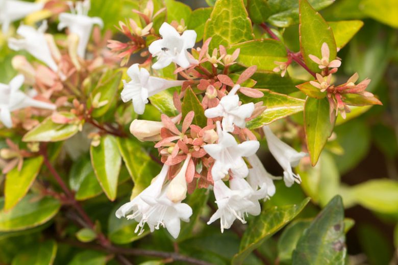 Abelia grandiflora (Glossy Abelia)