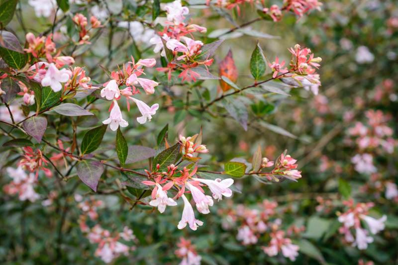 Abelia × grandiflora ‘Variegata’ (Variegated Glossy Abelia)