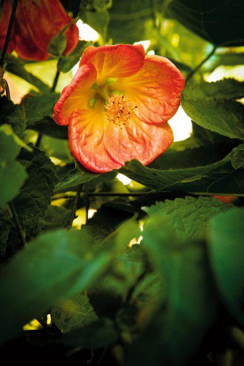 Abutilon ‘Lucky Lantern Tangerine’ (Chinese Lantern)