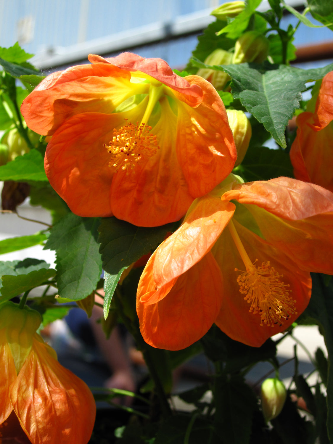 Abutilon ‘Lucky Lantern Tangerine’ (Chinese Lantern)
