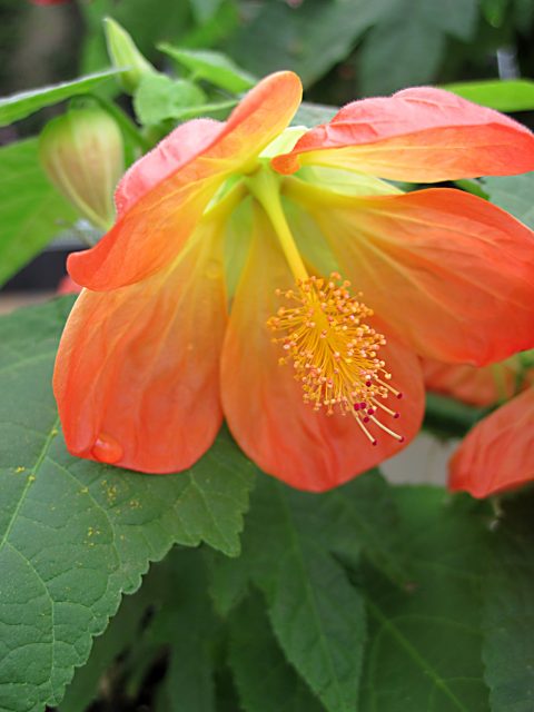 Abutilon ‘Lucky Lantern Tangerine’ (Chinese Lantern)