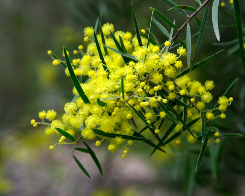 Acacia Fimbriata (Brisbane Golden Wattle)