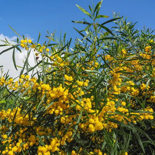 Acacia Saligna (Golden Wreath Wattle)