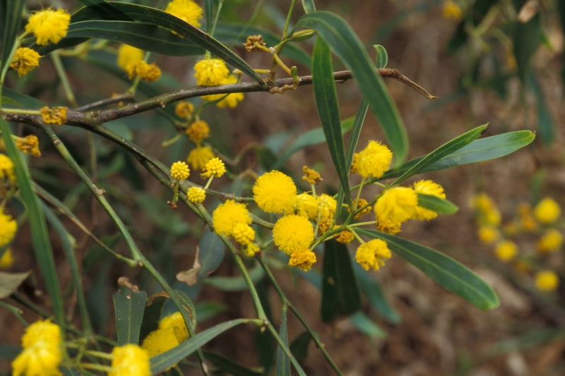 Acacia Saligna (Golden Wreath Wattle)