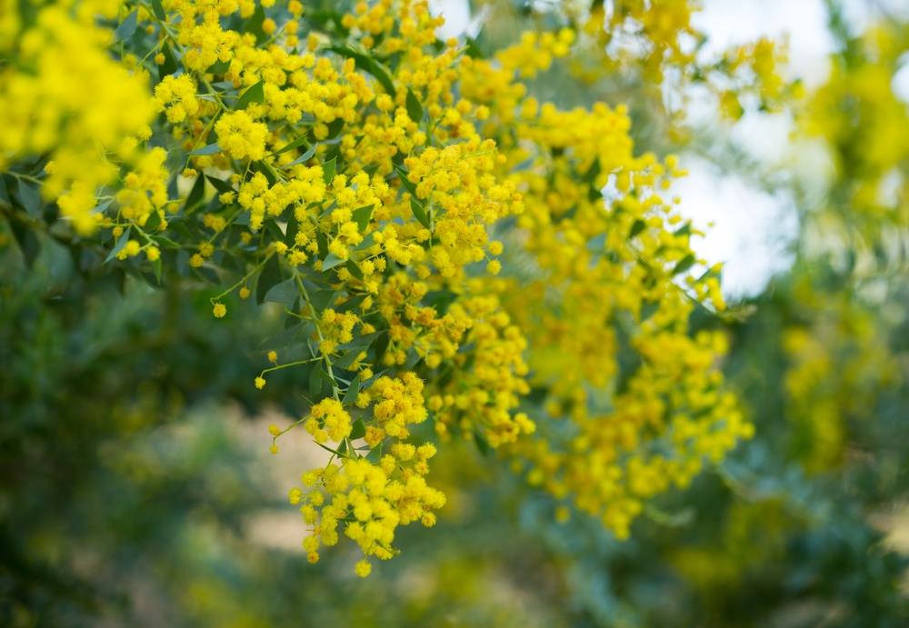Acacia Cultriformis (Knife Wattle)