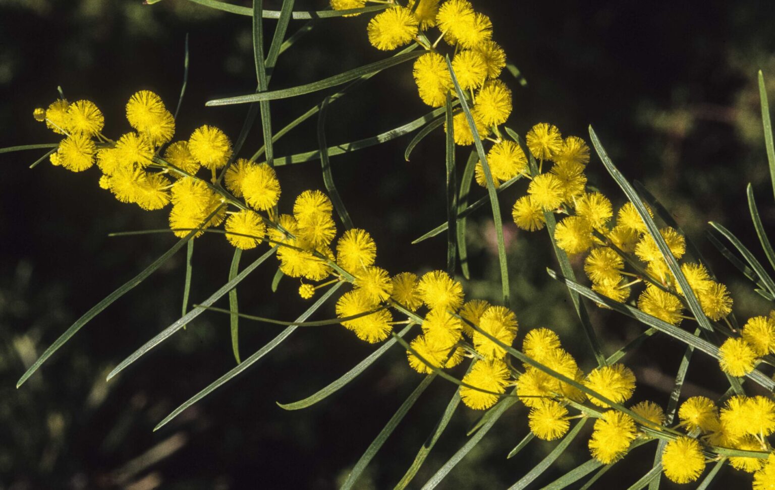 Acacia elongata (Elongate Wattle)
