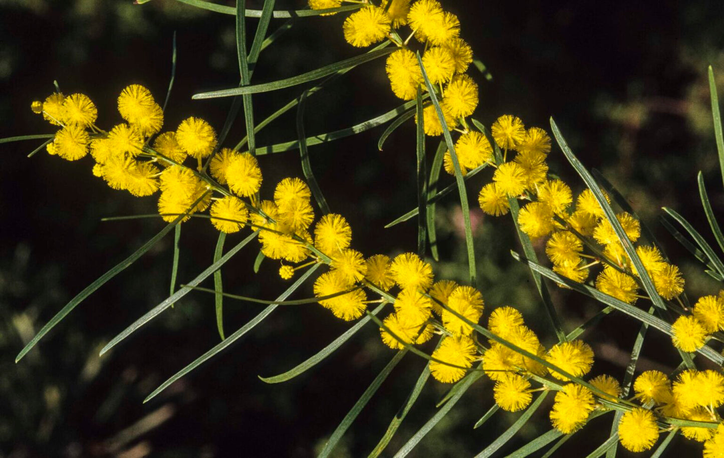 Acacia elongata (Elongate Wattle)