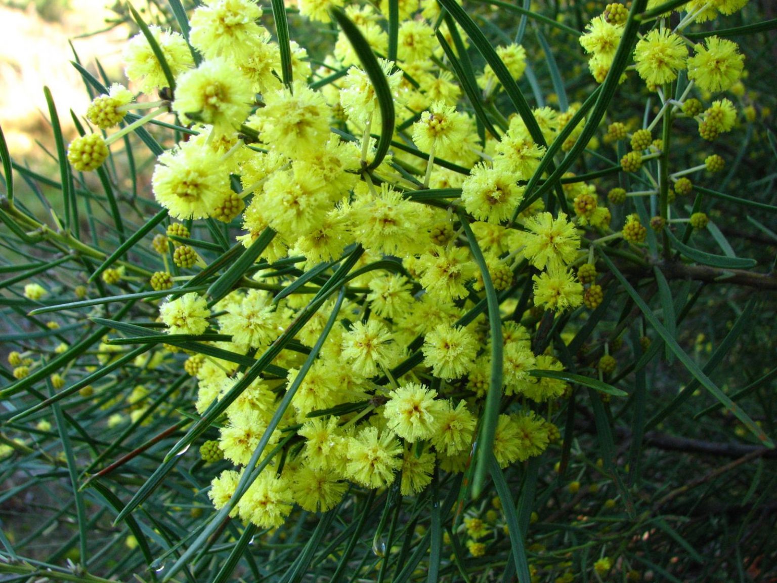Acacia elongata (Elongate Wattle)