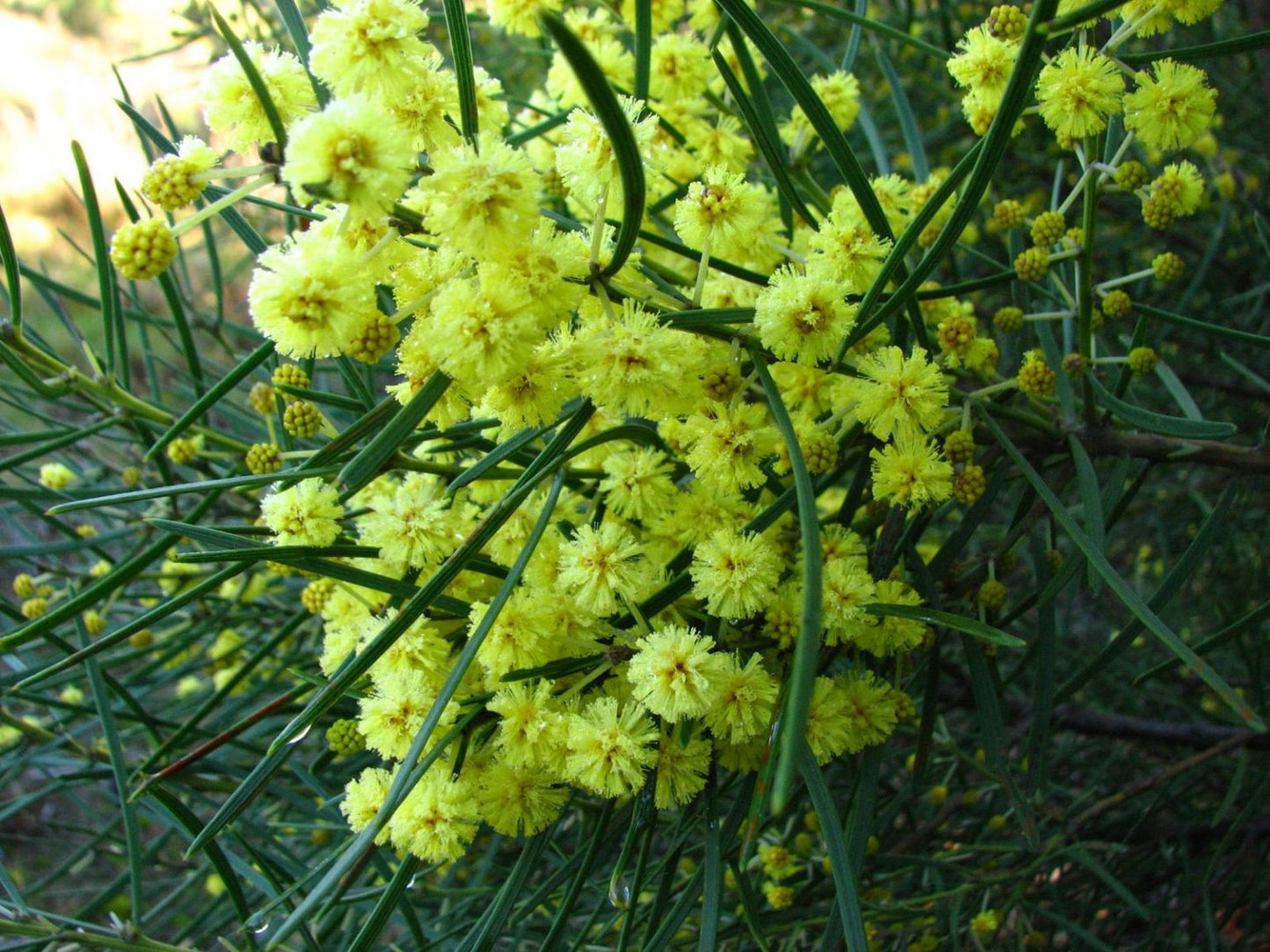 Acacia elongata (Elongate Wattle)