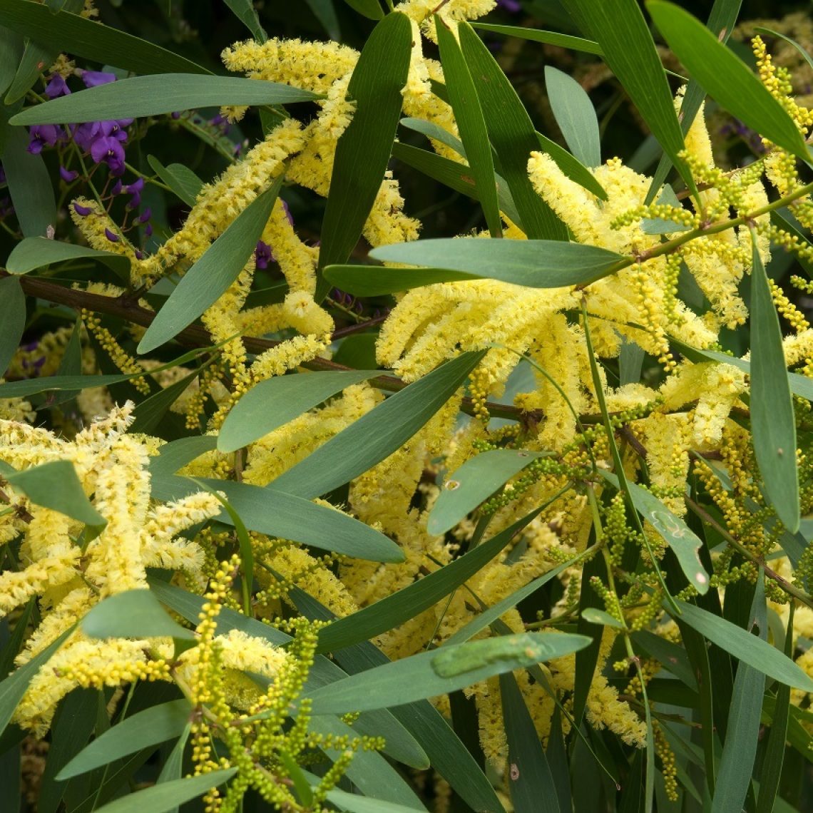 Acacia Longifolia (Sydney Golden Wattle)