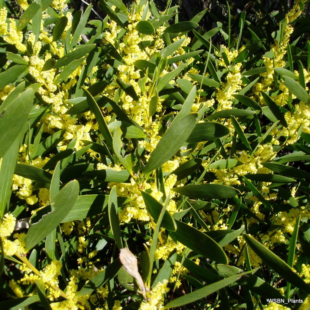 Acacia Longifolia